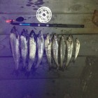 Фото рыбалки в Форель озерная 1