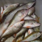 Фото рыбалки в Щука, Окунь, Бычок пресноводный 0