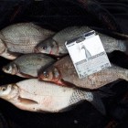 Фото рыбалки в Линь 4
