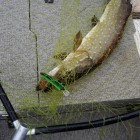 Фото рыбалки в Щука, Окунь 0