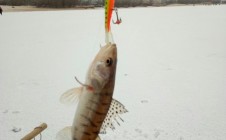 Фото рыбалки в Черкасский городской совет 10