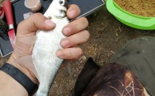 Фото рыбалки в Рыбное, Рыбновский район 3