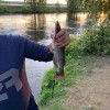 Рыбалка Сом канальный