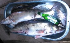 Фото рыбалки в Дубна 1