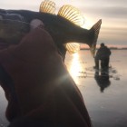 Фото рыбалки в Сом, Судак 8
