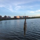 Фото рыбалки в Форель озерная 1