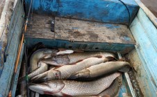 Фото рыбалки в Усть-Войкар 2