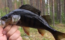 Фото рыбалки в Северная Карелия 2