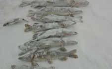 Фото рыбалки в Сырымский район 3