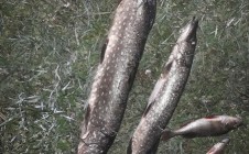 Фото рыбалки в Некоузский район 5