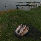 Фото рыбалки в Карась, Окунь, Плотва 0