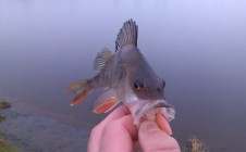 Фото рыбалки в Дубровня 11