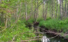 Фото рыбалки в Звезда, Выборгский район 0