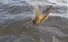 Фото рыбалки в Баунтовский Эвенкийский район 2