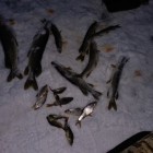Фото рыбалки в Щука, Окунь 9