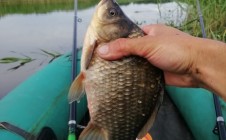 Фото рыбалки в Аннинский район 5