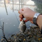 Фото рыбалки в Рыбец (Сырть) 3