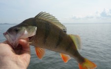 Фото рыбалки в СНТ Рыбак 2