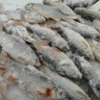 Фото рыбалки в Окунь, Щука 3
