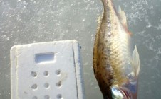Фото рыбалки в Атабаево 0