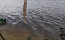 Фото рыбалки в Юркино, Юринский район 7