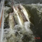 Фото рыбалки в Густера, Лещ, Плотва 5