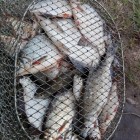 Фото рыбалки в Густера, Лещ, Плотва 6