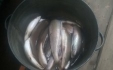 Фото рыбалки в Нижнетерянск 1