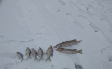 Фото рыбалки в Глазово, Можайский городской округ 0