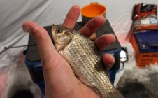 Фото рыбалки в Бурино 4