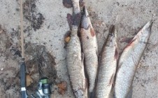 Фото рыбалки в Кышик 2