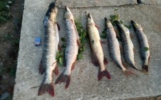 Фото рыбалки в Беклемишево 7