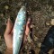 Рыбалка Сельдь каспийско-черноморская