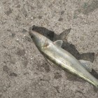 Фото рыбалки в Густера, Лещ, Плотва 6