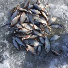 Фото рыбалки в Ерш, Плотва 0