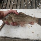 Фото рыбалки в Щука, Голавль, Жерех 2