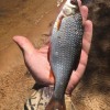 Рыбалка Плотва