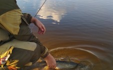 Фото рыбалки в Ветковский район 11