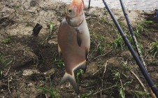 Фото рыбалки в Чаплык 2