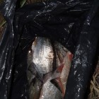 Фото рыбалки в Белоглазка, Лещ, Синец 1