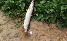 Фото рыбалки в Чердынский городской округ 6