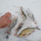 Фото рыбалки в Сом канальный 6