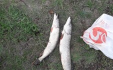 Фото рыбалки в Рязанский район 10
