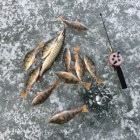 Фото рыбалки в Жерех, Лещ, Щука 0