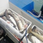 Фото рыбалки в Палия 1