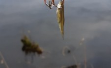 Фото рыбалки в Осинский городской округ 8