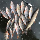 Фото рыбалки в Карась, Окунь, Плотва 0