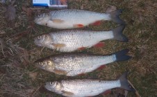 Фото рыбалки в Дубна 11