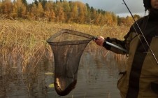 Фото рыбалки в Студёное, Приозерский район 6