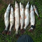 Фото рыбалки в Окунь, Щука 4